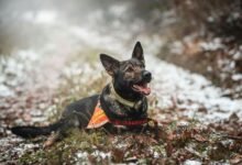 caller tracking phone service