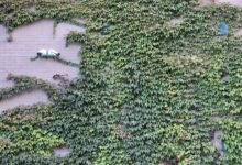 telecom security contact numbers