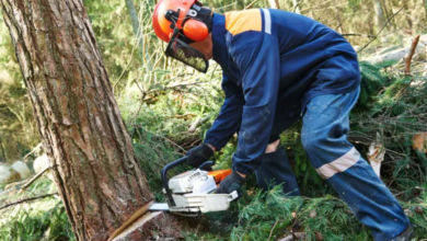 The Complete Guide to Tree Removal in Wollongong