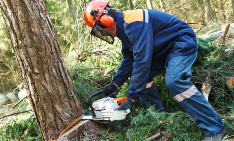 The Complete Guide to Tree Removal in Wollongong